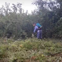 انجام چمن زنی حیاط|خدمات باغبانی و درختکاری|سنگر, |دیوار