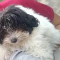 گمشده در معلولین