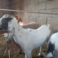 تعدادی بز سالم وخوش خراک|حیوانات مزرعه|خرمشهر, |دیوار