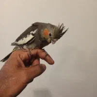 عروس هلندی ،جوجه یک ماهه