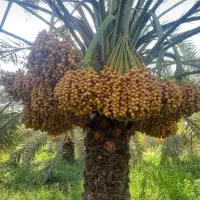 پاجوش کبکاب