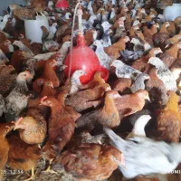 خروس کشتاری