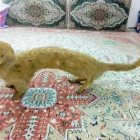 راسوگوشت خوار یک مترو۳۰سانتی