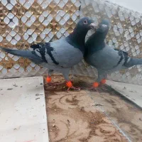 کبوتز|پرنده|مشهد, انصار|دیوار