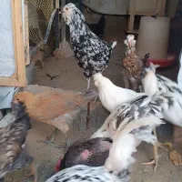 مرغ و خروس مینیاتوری|حیوانات مزرعه|مشهد, بلال|دیوار