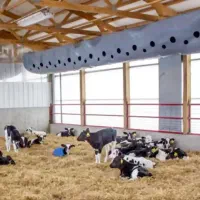 فروش گوساله شیری و قطع شیر درجه یک یک|حیوانات مزرعه|تهران, شهرآرا|دیوار