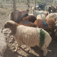 بره نرفروشی