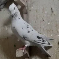 پلاکی|پرنده|شیراز, شهرک گلستان|دیوار