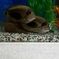 فروش ماهی اورامثلثی