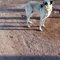 گمشده سرابی