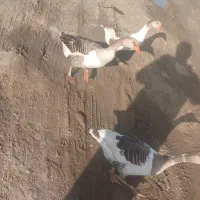 غاز|حیوانات مزرعه|کنگاور, |دیوار