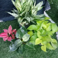 انواع گل گیاه|گل و گیاه طبیعی|خورموج, |دیوار