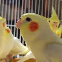 طوطی زیبا|پرنده|باوی, |دیوار