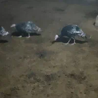 به علت تغییر شغل|حیوانات مزرعه|ورامین, ورامین|دیوار