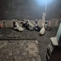 بلدرچین بالغ و جوجه بلدرچین اردک پکنی|حیوانات مزرعه|مشهد, کلاکوب|دیوار