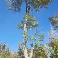 هرس حرفه ایی چوب و خرید