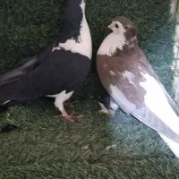 کبوتر های پرشی شهرستانی و تهرانی