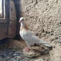 کبوتر طوقی نهبندان|پرنده|نهبندان, |دیوار