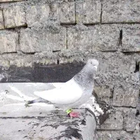 سینه سوسنی باختی