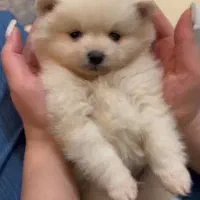 پامر خرسی عروسکی