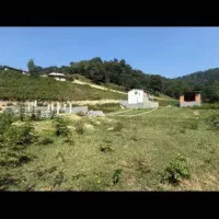 فروش یک قطعه زمین مسکونی جنگلی