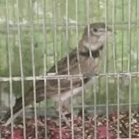 سهره خاکی|پرنده|بروجرد, |دیوار