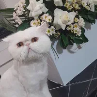 فروش گربه پرشین اصیل|گربه|پردیس, فاز ۸|دیوار