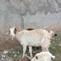 میش بره . بز و بزغاله . کاه