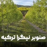 انواع نهال گردو فرنور و چندلر و صنوبر تصمینی