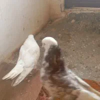 کبوتر جفتی خیلی خوب|پرنده|قائمشهر, |دیوار