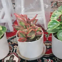 هدیه زیبا و جذاب برای هدیه دادن