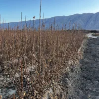 نهال انجیر استهبان