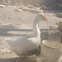 قو غاز ماده جوان|حیوانات مزرعه|میان جلگه, |دیوار