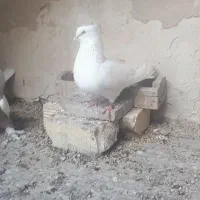 یک جفت اراکی چشم نوک سفید