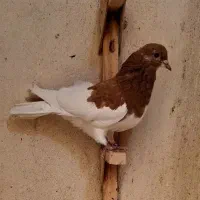 ماده چپ شهری