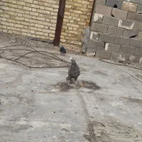 کبوتر کربلایی|پرنده|شال, |دیوار