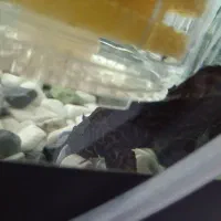 لجن خوار|ماهی|یزد, |دیوار