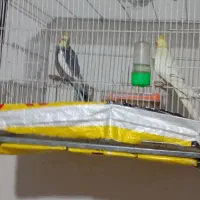 عروس هلندی|پرنده|مشهد, باغ فراگرد|دیوار