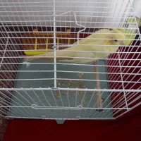 عروس هلندی. قفس|پرنده|سرخنکلاته, |دیوار