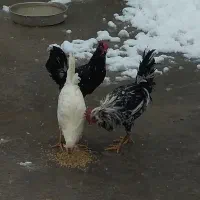 3عدد خروس گلین جوان. ریشی، پا پری.جوجه امسال