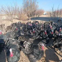 فروش بوقلمو محلی