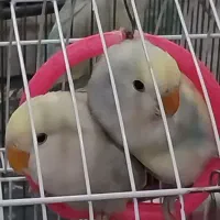 طوطی برزیلی خانگی