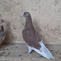 جوجه کفتر معاوضه با قناری نر