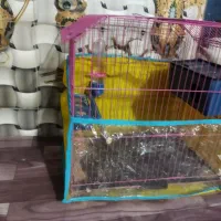 مرغ عشق|پرنده|خاش, |دیوار