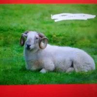 گوسفند زنده  تلفنی در حکیمیه. آزادگان.ارسال به محل