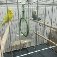 مرغ عشق با قفس