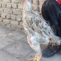 خروس لاری اوشامو|حیوانات مزرعه|مشهد, ده دی|دیوار