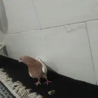 نرو ماده کله زرد|پرنده|کرج, حسین آباد (اکبر آباد)|دیوار