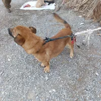 سگ پا کوتاه|سگ|ایرانشهر, |دیوار