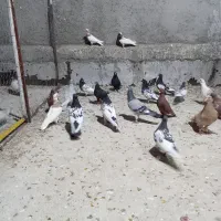 ۲۴ کبوتر بهبونی پلاکی|پرنده|شیراز, نصرآباد|دیوار